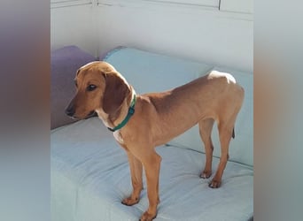 Missy – loyale Partnerin sucht ihre Lieblingsmenschen 