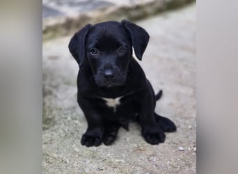 Colin – fröhlicher kleiner Hundejunge 