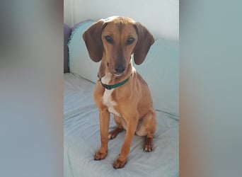 Missy – loyale Partnerin sucht ihre Lieblingsmenschen 