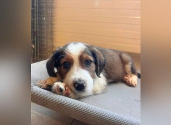 Nala – mit kleinen Pfoten mitten ins Herz 