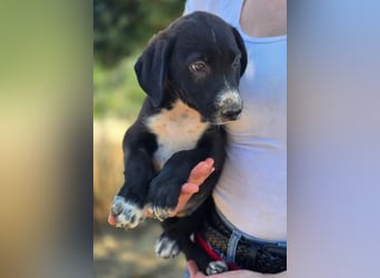 Aleko – ein kleiner Kerl mit großen Plänen ❤️