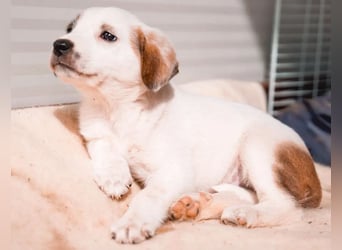 Felice - Kleiner Glückskeks sucht warmes Körbchen ❤️