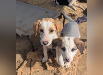 Fanni – kleines Mädchen auf der Suche nach Liebe 