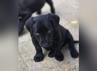 Colin – fröhlicher kleiner Hundejunge 
