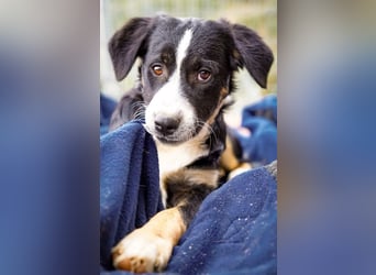 Scooby – kleiner Herzensbrecher ❤️