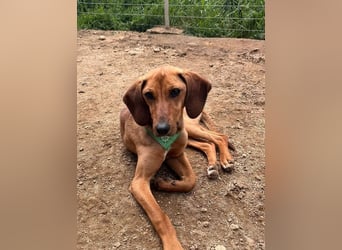 Missy – loyale Partnerin sucht ihre Lieblingsmenschen 