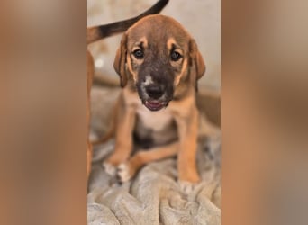Quintus – charmanter Hundejunge 