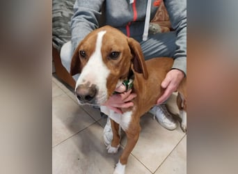 Freddy - ein aktiver und kluger Begleiter ❤️ Bereits auf PS in 58452 Witten, DE!