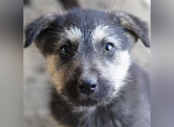 Hossam, geb. ca. 01/26 , lebt in GRIECHENLAND, auf einer privaten Pflegestelle