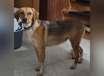 Teela – neugierige, soziale und freundliche Hündin 