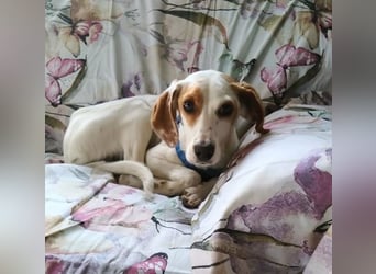 Cloe – zarte Jagdhund Mischlingshündin  Bereits auf PS in DE!
