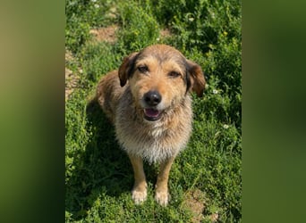 Tilda – ruhig und freundlich ❤️ Bereits auf PS in 58452 Witten!