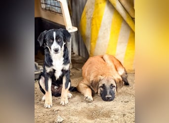 Scooby – kleiner Herzensbrecher ❤️