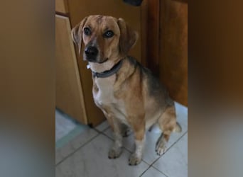 Teela – neugierige, soziale und freundliche Hündin 