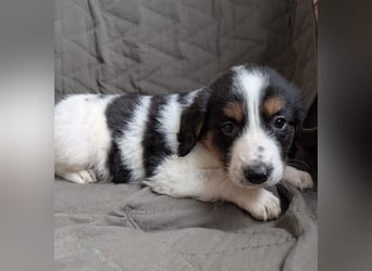 Franz – ein junger Rüde am Beginn seines Weges 