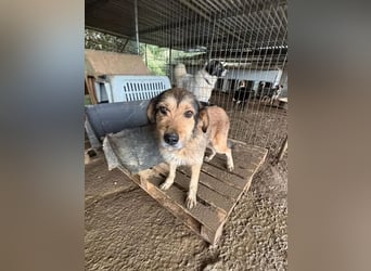 Tilda – ruhig und freundlich ❤️ Bereits auf PS in 58452 Witten!