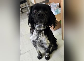 Brook – feiner Beobachter mit großem Herz 