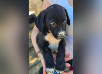 Aleko – ein kleiner Kerl mit großen Plänen ❤️