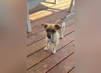 Mavy – kleine Maus mit ganz viel guter Laune ❤️