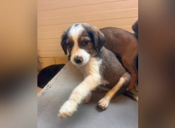 Nala – mit kleinen Pfoten mitten ins Herz 