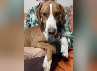 Freddy - ein aktiver und kluger Begleiter ❤️ Bereits auf PS in 58452 Witten, DE!