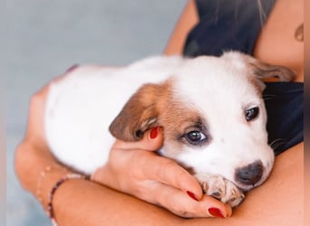 Felice - Kleiner Glückskeks sucht warmes Körbchen ❤️