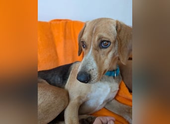 Irmela – liebevolle und fürsorgliche Hundemama 