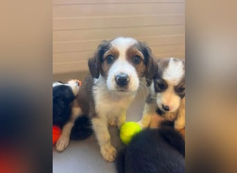 Nala – mit kleinen Pfoten mitten ins Herz 