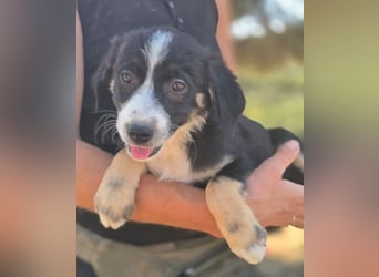 Scooby – kleiner Herzensbrecher ❤️