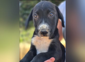 Aleko – ein kleiner Kerl mit großen Plänen ❤️