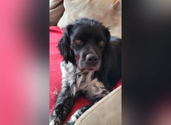 Brook – feiner Beobachter mit großem Herz, bereits auf PS in DE!