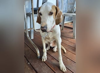 Monty – freundlicher Jagdhund Mix mit guter Laune