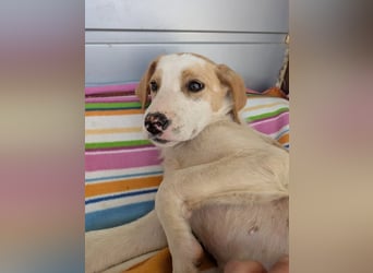 Fanni – kleines Mädchen auf der Suche nach Liebe 