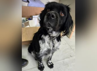 Brook – feiner Beobachter mit großem Herz 