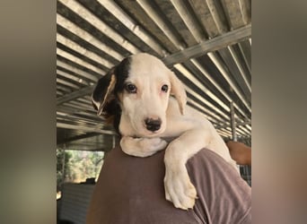 Miranda – freundlich, verspielt, mit viel Lebensfreude 