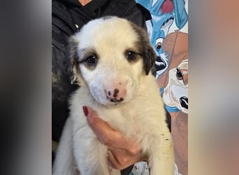 Fredi – junger Rüde mit viel Entwicklung vor sich 