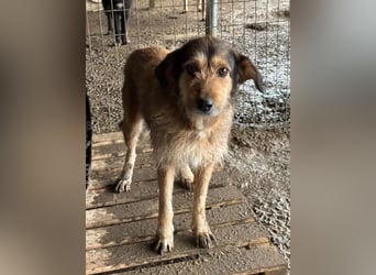 Tilda – ruhig und freundlich ❤️ Bereits auf PS in 58452 Witten!