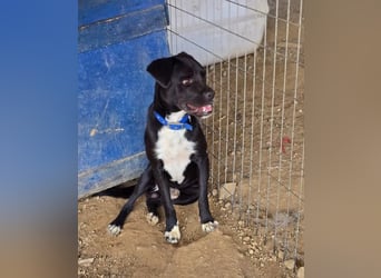 Onyx – ein schwarzer Schatz sucht sein Für-immer-Zuhause. Bereits in 58456 Witten, DE!