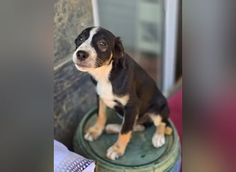 Scooby – kleiner Herzensbrecher ❤️