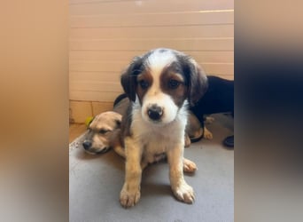 Nala – mit kleinen Pfoten mitten ins Herz 