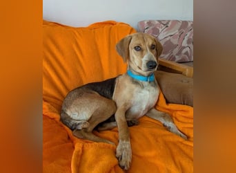 Irmela – liebevolle und fürsorgliche Hundemama 