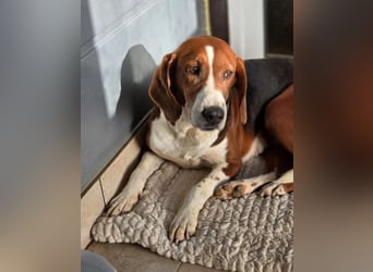 Tilly Jagdhund Mix mit großem Herz ❤️