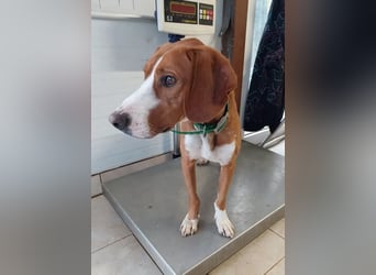 Freddy - ein aktiver und kluger Begleiter ❤️ Bereits auf PS in 58452 Witten, DE!