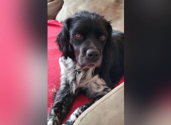 Brook – feiner Beobachter mit großem Herz, bereits auf PS in DE!