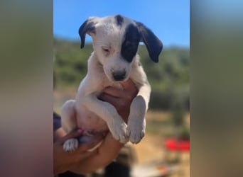 Sparrow - kleiner Herzenshund sucht sein Glück!