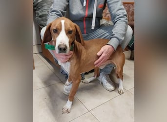 Freddy - ein aktiver und kluger Begleiter ❤️ Bereits auf PS in 58452 Witten, DE!