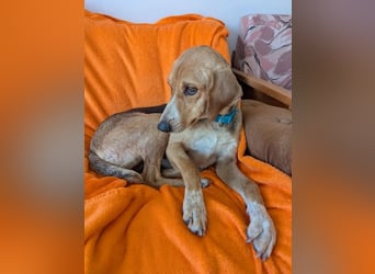 Irmela – liebevolle und fürsorgliche Hundemama 