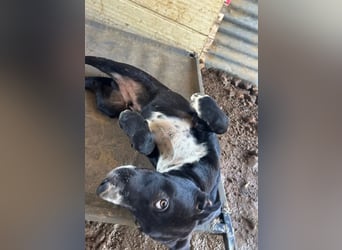 Aleko – ein kleiner Kerl mit großen Plänen ❤️