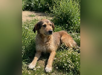 Tilda – ruhig und freundlich ❤️ Bereits auf PS in 58452 Witten!