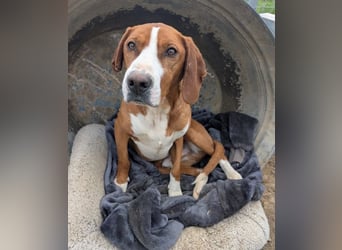 Freddy - ein aktiver und kluger Begleiter ❤️ Bereits auf PS in 58452 Witten, DE!